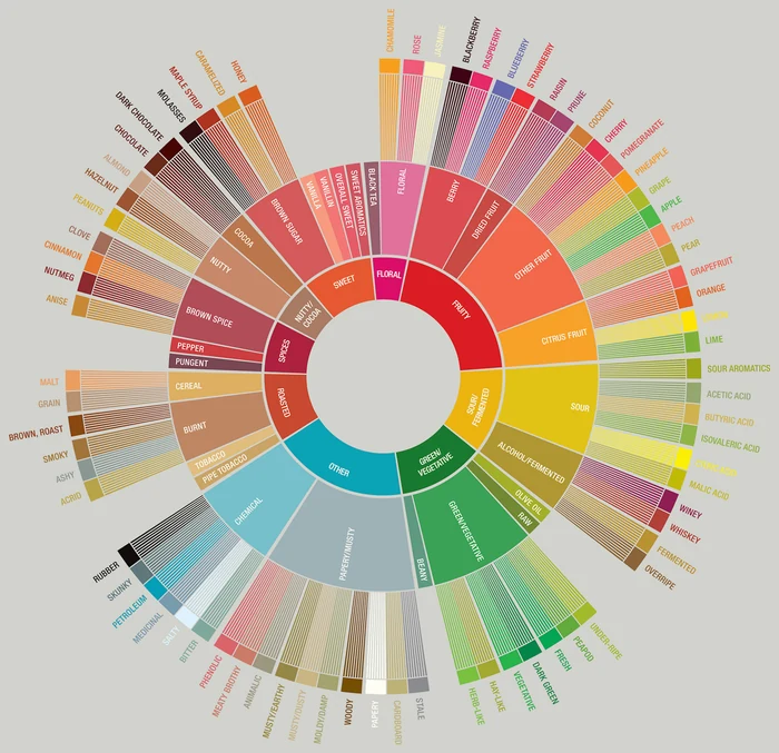 The Coffee Taster's Flavor Wheel: broad flavor categories at the center, branching outward to specific notes at the rim.